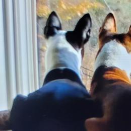 Basenjis from Maringa Basenji