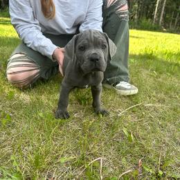 Paxson - Gray male Cane Corso puppy in Delta Junction, Alaska from Last Frontier Cane Corsos