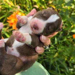 Michigan(Winnie) - Brown and white female Siberian Husky puppy in Addison, Michigan from Gray Run Siberian Huskies