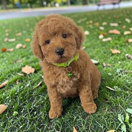 Lime - Apricot male Goldendoodle puppy in Gainesville, Florida from Pet Inn Xxweetdoodles