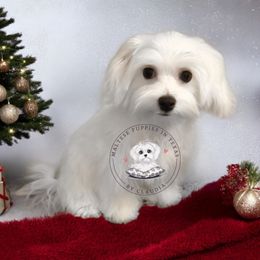 Boy 2 - Maltese puppy from Maltese Puppies in Texas