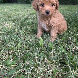 Dundee - Red  male Poodle puppy in Manassa, Colorado from Cami’s Colorado Cuties