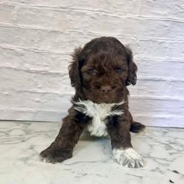 Toby - Brown and white male Cockapoo puppy in Moulton, Iowa from Shondel Puppy Paws