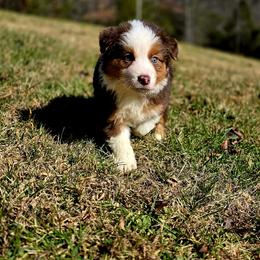 Rudolph - Red tri-color female Australian Shepherd puppy in Blairsville, Georgia from Georgia Peach Aussies