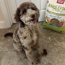 Brownie - Cavapoo