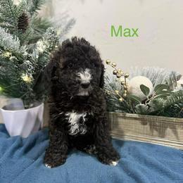 Max - Black male Poodle puppy in Salt Lake City, Utah from Premier Paws