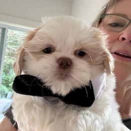 Louie - Cream and white male Shih Tzu puppy in Covington, Georgia from Top Hats 2  Shih Tzu’s