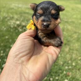 Riggs - Black and tan male Yorkshire Terrier puppy in Jayess, Mississippi from Barbara Clark
