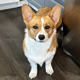 Phyllie - Pembroke Welsh Corgi