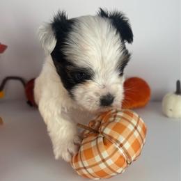 Parti Boy - Parti male Yorkshire Terrier puppy in Dahalonega, Georgia from C. D. K