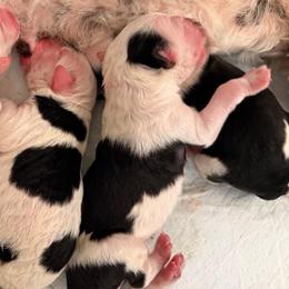 Cowboy - Black and white male Sheepadoodle puppy in Vernonia, Oregon from Life Unleashed Farm