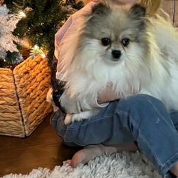 Boba - Pomeranian