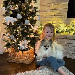 Boba - Pomeranian