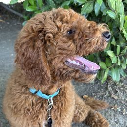 Churro - Red  male Goldendoodle puppy in Arcadia, California from Ginger Doodles