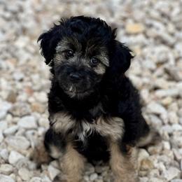 Betsy - Black phantom female Aussiedoodle puppy in Liberty, Texas from Poodles and Doodles Most Excellent Adventures
