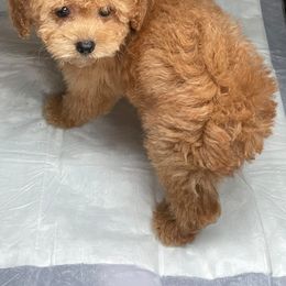 Maltese, Maltipoo, Poodle, and Yorkshire Terrier Puppies from Paw Perfect Pets