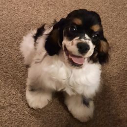 Cocker Spaniels from BairSto Cockers