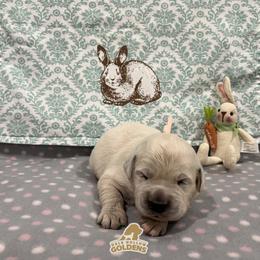 Uno - Light golden female Golden Retriever puppy in Monroe, Tennessee from Dale Hollow Goldens