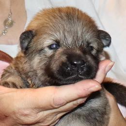 Arch - Blue Collar - Red male Eurasier puppy in Lakewood, Ohio from Exquisite Eurasier