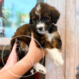 Barbie - Aqua - Sable female Bernedoodle puppy in Rockwall, Texas from Glory Doodles
