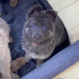 Girl 1 Little sweetheart girl. - Blue female German Shepherd puppy in Pelham, North Carolina from P & P Shepherds