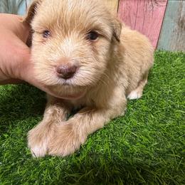 Bear - Wheaten male Miniature Schnauzer puppy in Lufkin, Texas from C&K’s Schnauzer House