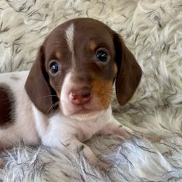 Kodiak - Chocolate and tan male Dachshund puppy in Granbury, Texas from Bluebonnet Dachshund, LLC