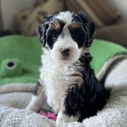 Lady Daphne - Tri-color female Bernedoodle puppy in Forsyth, Illinois from Birdies Mini Bernedoodles