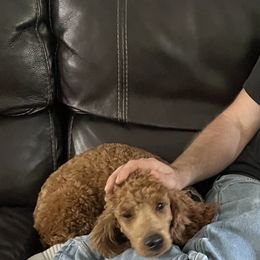 Ronnie - Poodle