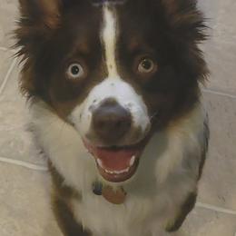 Miniature Australian Shepherd All Grown Up from Awesome Aussies