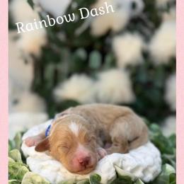 Rainbow Dash - Apricot female Australian Labradoodle puppy in Gladstone, Oregon from Beaver State Labradoodles