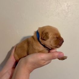 Blue Collar Boy - Dark golden male Golden Retriever puppy in Salisbury, North Carolina from Piedmont Golden Retrievers