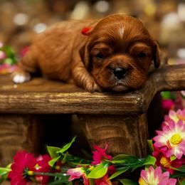 Gouda - Ruby male Cavalier King Charles Spaniel puppy in El Campo, Texas from Longhorn Cavaliers