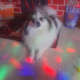PATCHES - Pomeranian