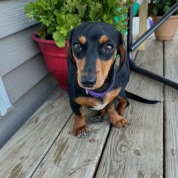Lulu - Dachshund