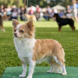 Saja - Chihuahua
