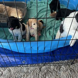 Poodle Puppies from Lafayette Standard Poodles
