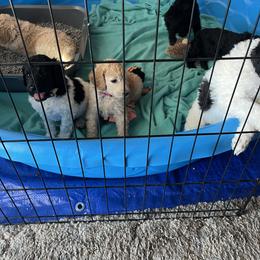 Poodle Puppies from Lafayette Standard Poodles