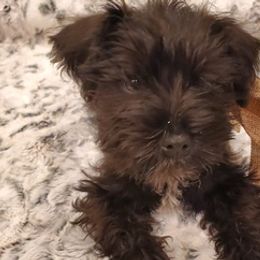 Miniature Schnauzers from Simply Schnauzer