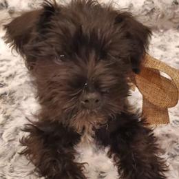 Miniature Schnauzers from Simply Schnauzer