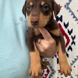 Baby Ruth - Red and rust female Doberman Pinscher puppy in Ludowici, Georgia from Royal Destiny Kennels