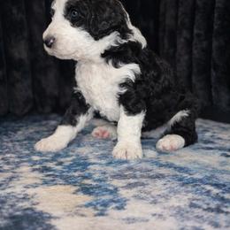 Nick - Black and white male Sheepadoodle puppy in Tennessee, Illinois from The Artman Family