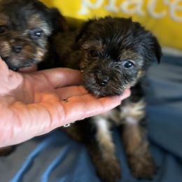 Morkie and Yorkshire Terrier Puppies from DEJAVU PUPS