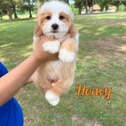 Honey - Red female Bernedoodle puppy in Mount Vernon, Missouri from PoodlelyDoodlely
