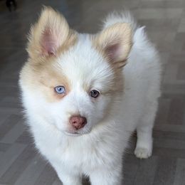 Echo - Mini Female - Red and white female Pomsky puppy in Draper, Utah from Pocket Pomskys