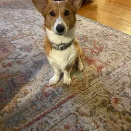 Josie - Pembroke Welsh Corgi