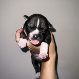 Siberian Husky Puppies from SoFlo Siberians