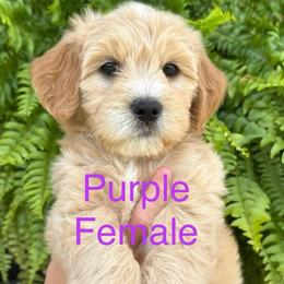 Purple - Apricot female Goldendoodle puppy in Lineville, Alabama from Dogwood Doodles of Alabama