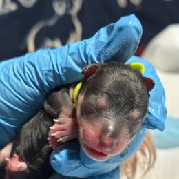Black n Silver boy green Collar - Black male Miniature Schnauzer puppy in Temple, Texas from Schnauzers Of Taylor