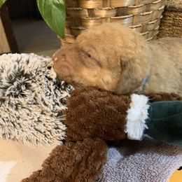 Daisy - Deadgrass Chesapeake Bay Retriever puppy in Yellville, Arkansas from Two Rivers Chesapeakes